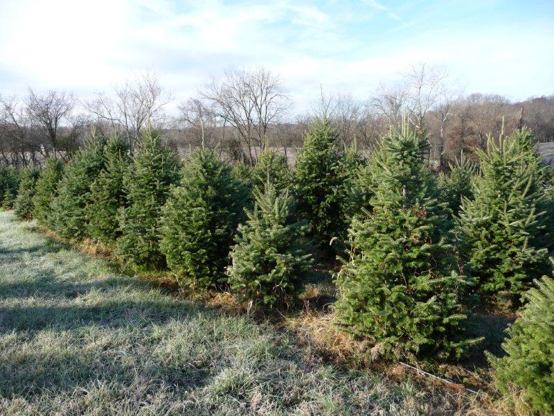 Douglas Fir